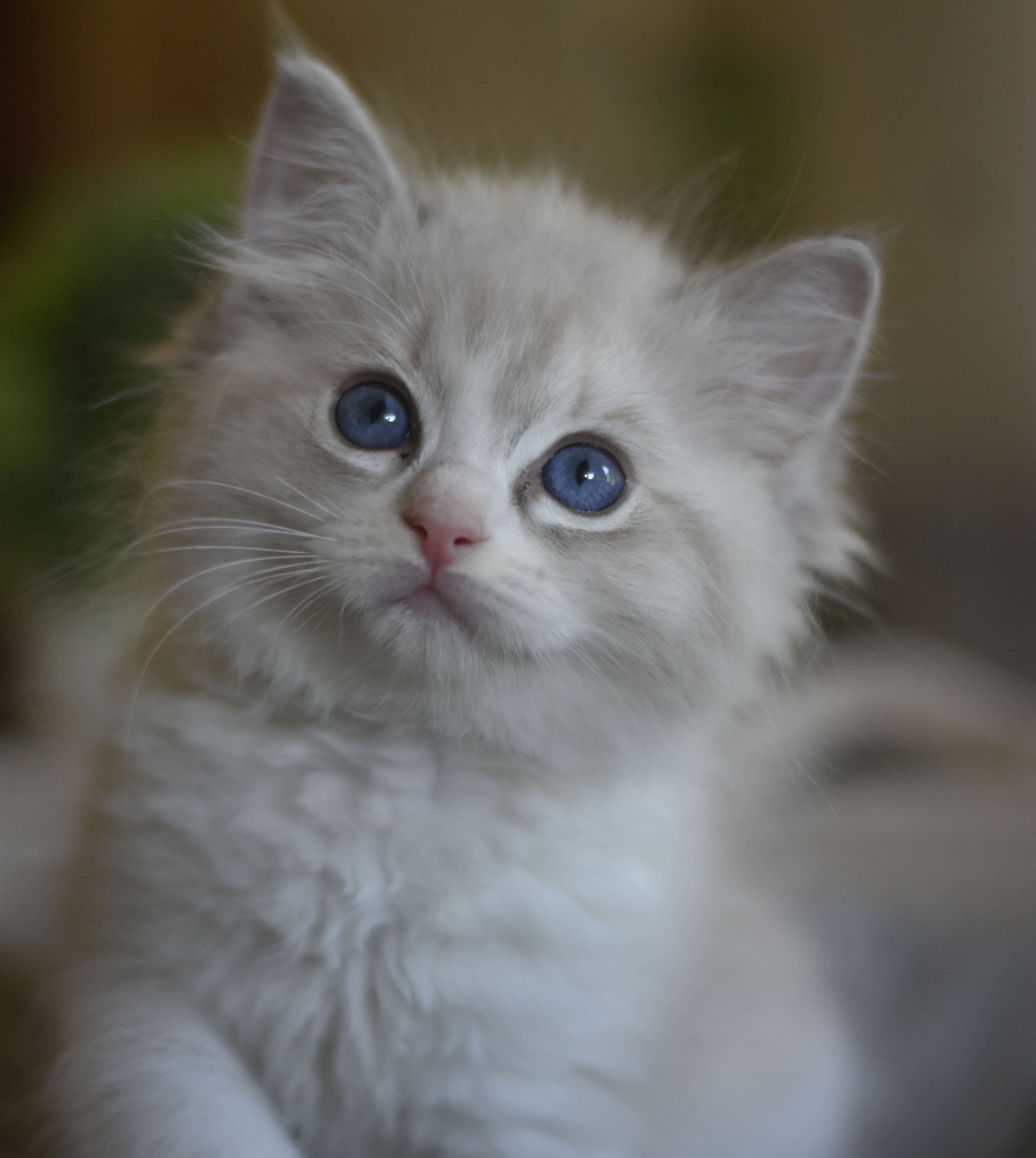 images/AvailableKittens/Zara website.JPG